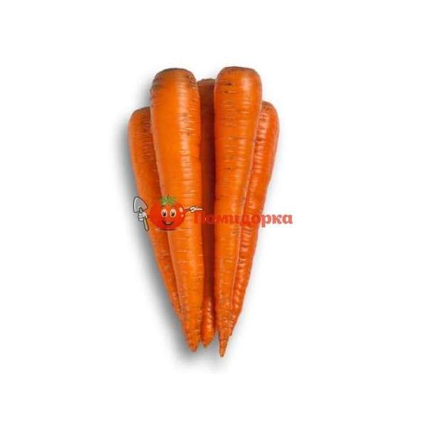 Морковь ТРАФОРД F1 | TRAFFORD F1 Rijk Zwaan (калибр 1.8-2.0), Фасовка - 100 000 семян