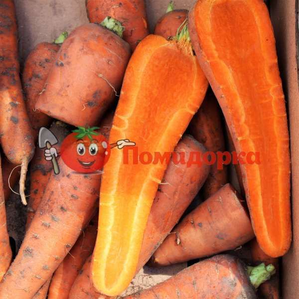 Морковь ВИКТОРИЯ F1 | VICTORIA F1 Seminis, Фасовка - 0,5 кг