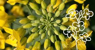 Насіння озимого ріпаку ЕС Навіго 