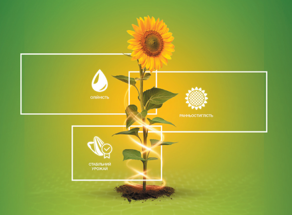 Насіння соняшника Суомі HTS під Гранстар (Syngenta) CRUISER