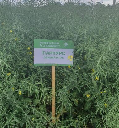 Семена озимого рапса Паркурс 