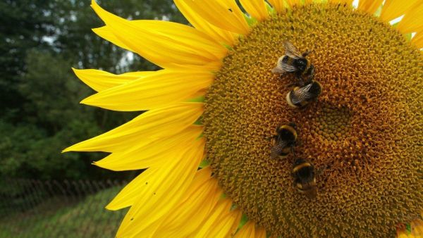 Насіння соняшника СИ Ласкала (Syngenta) CRUISER