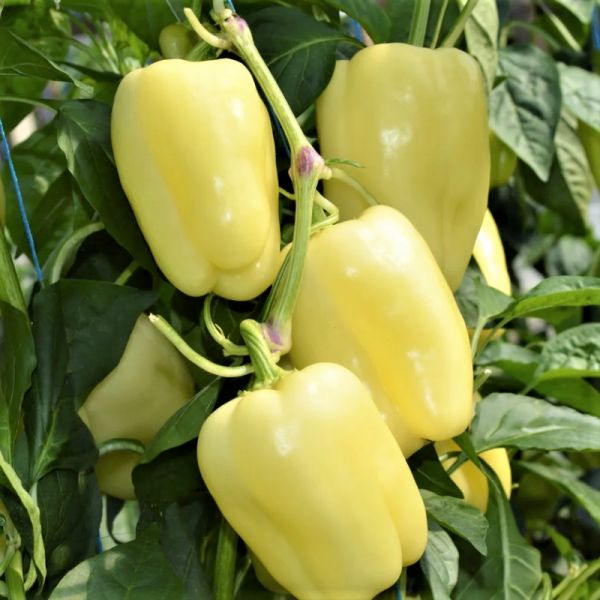 Перец БАРБИ F1 | BARBIE F1 Syngenta, Фасовка - 500 семян