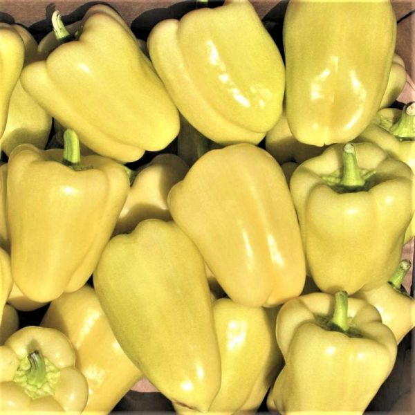 Перец БЛОНДИ F1 | BLONDY F1 Syngenta, Фасовка - 500 семян