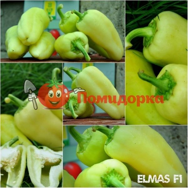 Перець ЭЛМАС F1 | ELMAZ F1 Yuksel, Фасовка - 500 семян