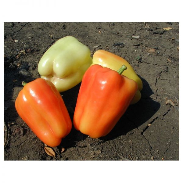 Перец Фламинго F1 | Flamingo F1 Clause, Фасовка - 5 гр