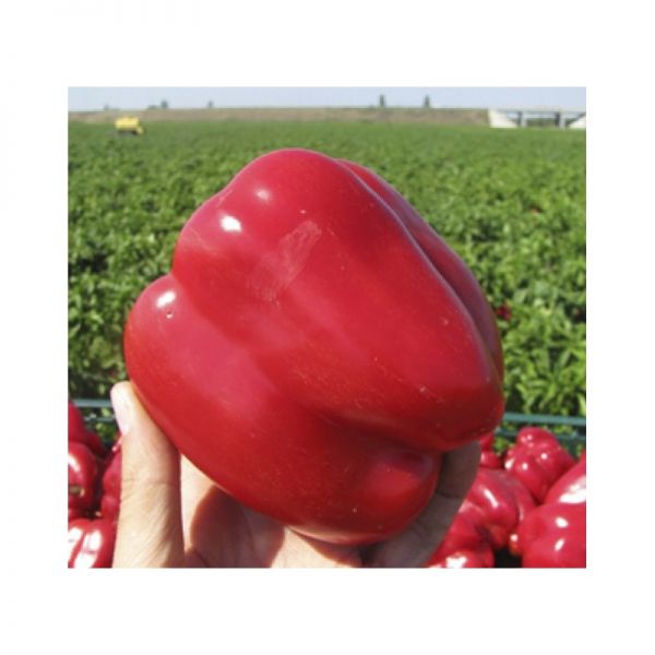 Перец Геркулес F1 | Gercules F1 Clause, Фасовка - 5 гр