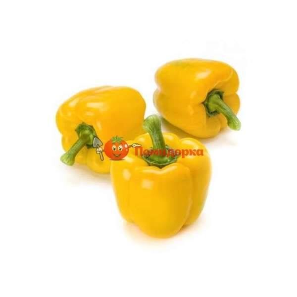 Перец ИЛАНГА F1 | ILANGA F1 Rijk Zwaan, Фасовка - 1000 семян