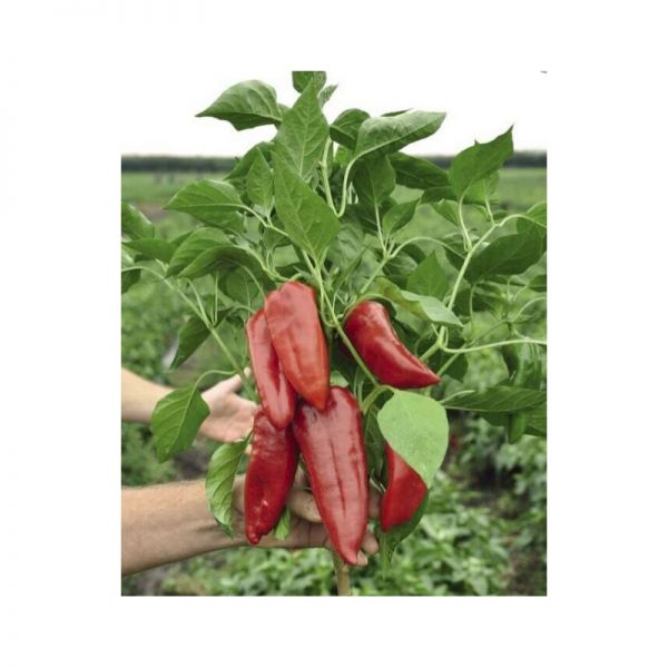 Перец Капело F1 | Capelo F1 Clause, Фасовка - 500 семян