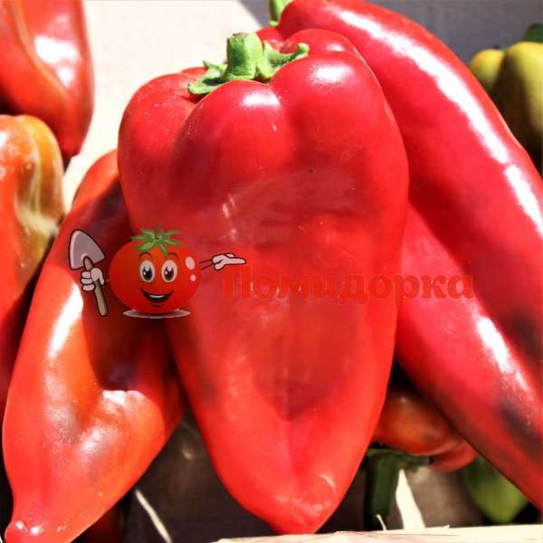 Перец КАПТУР F1 | KAPTUR F1 Seminis, Фасовка - 500 семян