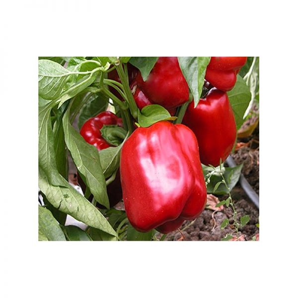 Перец КРАСНЫЙ РЫЦАРЬ F1 | RED KNIGHT F1Seminis, Фасовка - 500 семян
