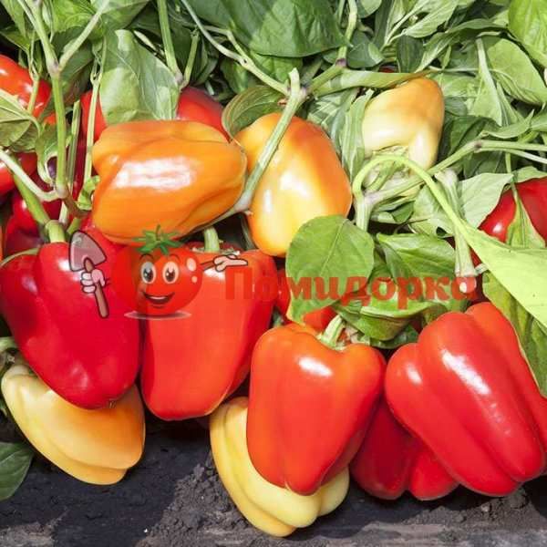Перец KS 3115 F1 |KS 3115 F1 Kitano, Фасовка - 100 семян