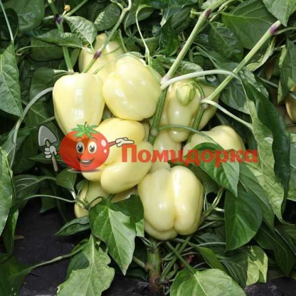 Перец KS 3311 F1 | KS 3311 F1 Kitano, Фасовка - 1000 семян