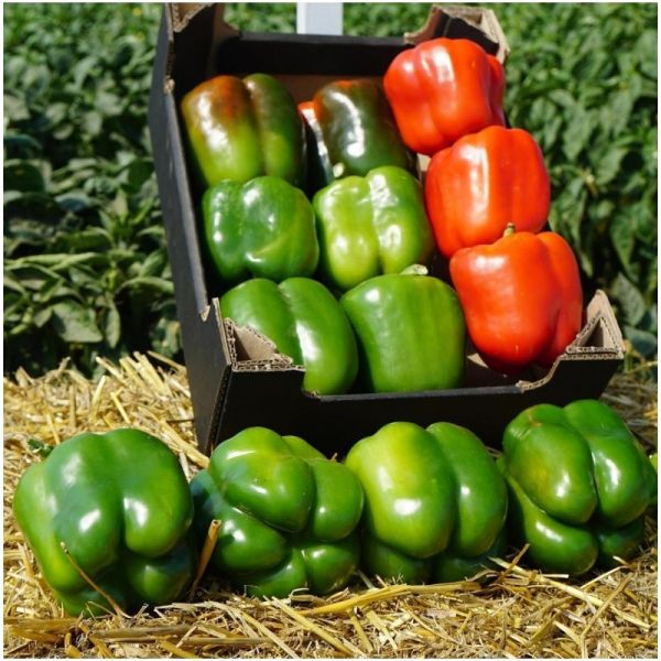 Перец Марек F1 | Marek F1 Clause, Фасовка - 1000 семян