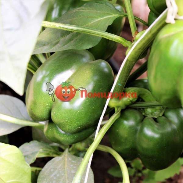 Перец МАЗУРКА F1 | MAZURKA F1 Rijk Zwaan, Фасовка - 1000 семян