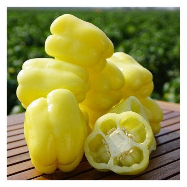 Перец Никита F1 | Nicita F1 Clause, Фасовка - 5 грамм