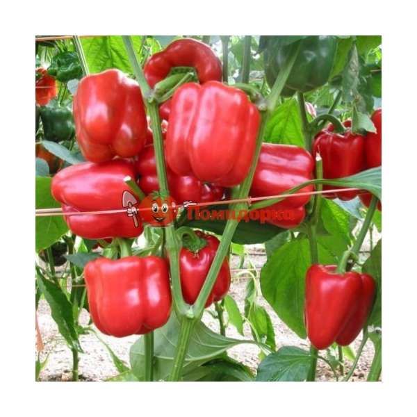 Перец РЕД ДЖЕТ F1 | RED JET F1 Rijk Zwaan, Фасовка - 1000 семян