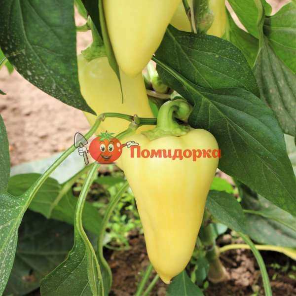 Перец СНОУВАЙТ F1 | SNOWWHITE F1 Rijk Zwaan, Фасовка - 1000 семян