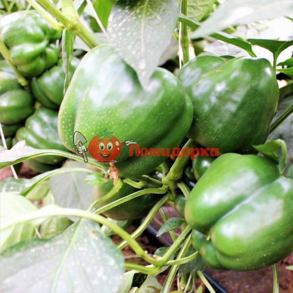 Перец СОНДЕЛА | SONDELA Rijk Zwaan, Фасовка - 1000 семян