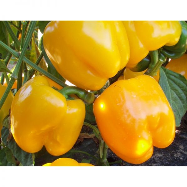 Перец Спрингбокс F1 | Springboks F1 Clause, Фасовка - 500 семян