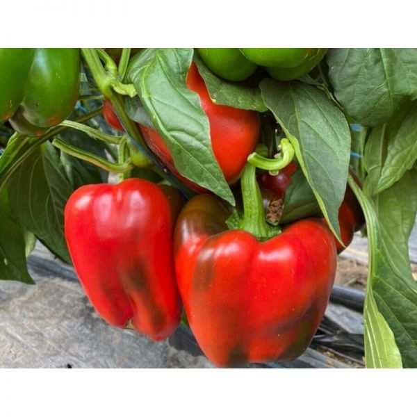 Перец Вангард F1 | Vangard F1 Clause, Фасовка - 1000 семян