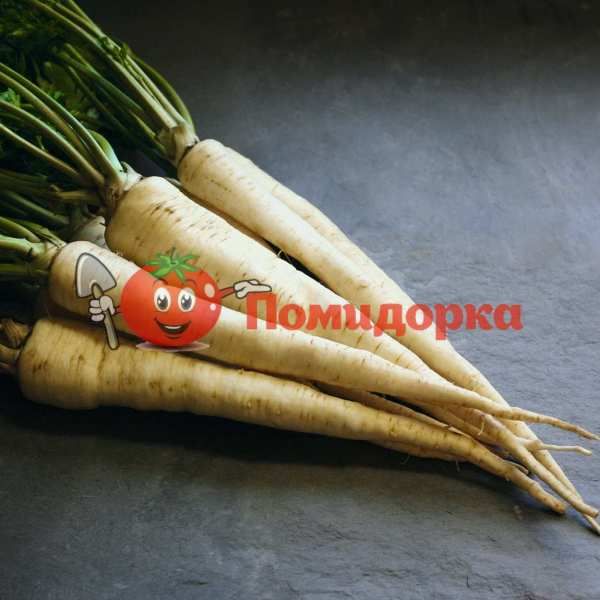 Петрушка корневая АРАТ | ARAT Bejo, Фасовка - 50 гр