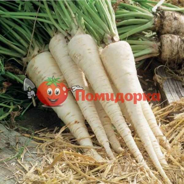 Петрушка корневая ИГЛ | EAGL Bejo, Фасовка - 50 гр