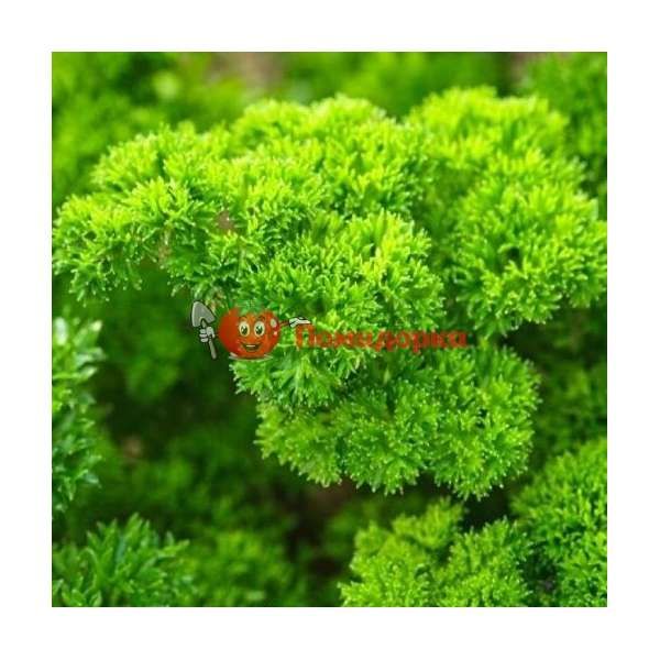 Петрушка кудрявая МОСКРАУЗЕ | MOSCRAUSE Rijk Zwaan, Фасовка - 10 гр