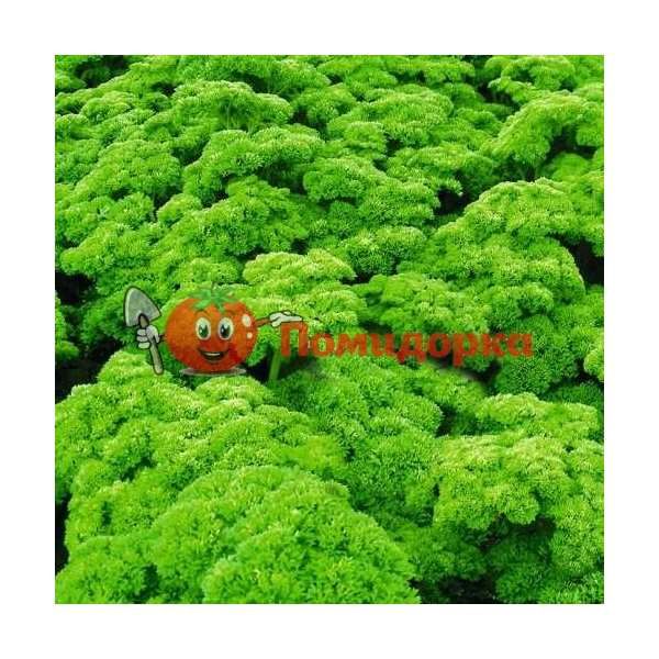 Петрушка кудрявая ПЕТРА | PETRA Bejo, Фасовка - 50 гр