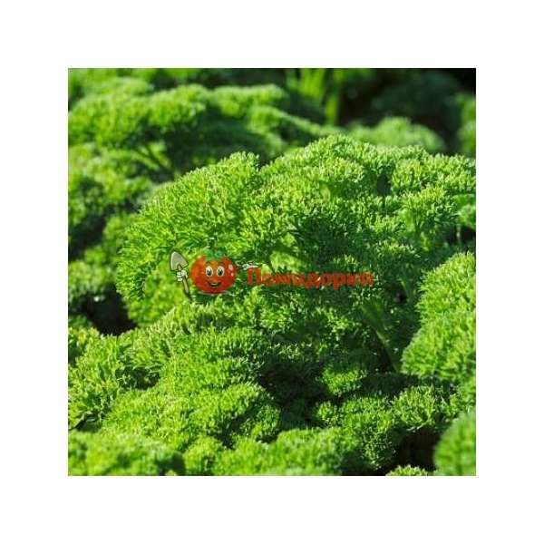 Петрушка кудрявая РИНА | RINA Rijk Zwaan, Фасовка - 50 гр