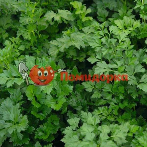 Петрушка листовая РИАЛТО | RIALTO Bejo, Фасовка - 50 гр