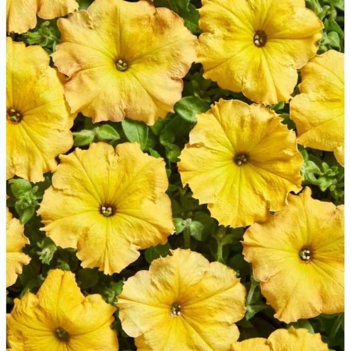 Петуния ампельная Лавина F1 | Petynia pendula grandiflora LavinaF1 Cerny, Фасовка - Красный - 10 драже