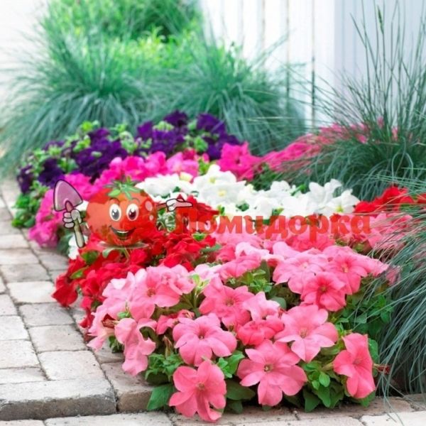 Петуния EAGLE MIX F1| EAGLE MIX F1 Sakata