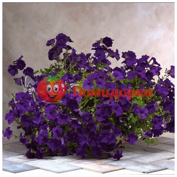 Петуния FALCON BLU F1 | FALCON BLU F1 Sakata, Фасовка - 1000 семян