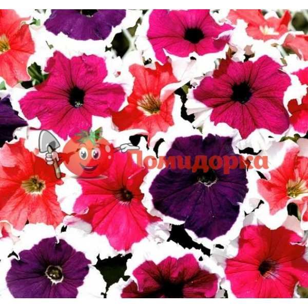 Петуния grandiflora HULAHOOP F1 HULAHOOP F1 SAKATA, Фасовка - 500 семян