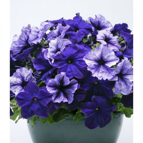 Петуния грандифлора Тритуния F1 | Petunia grandiflora Tritunia F1 Syngenta Flowers 20 шт, Фасовка - Браво Полярное сияние - 20 драже