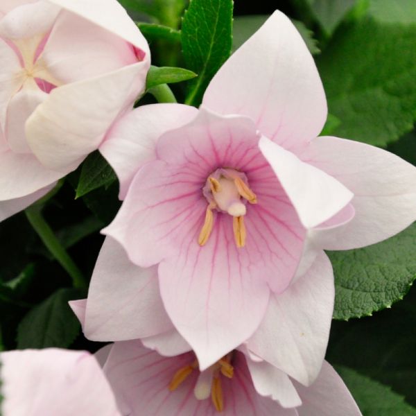 Платикодон Астра F1 | Platycodon grandiflorus Astra F1 Sakata, Фасовка - Розовый - 100 семян