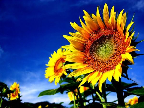 Насіння соняшника СИ Експерто під Євролайтінг (Syngenta) CRUISER