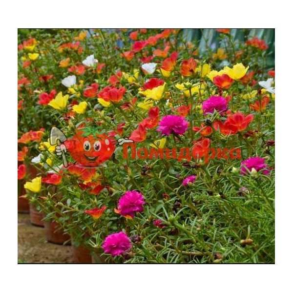 Портулак PAS grandiflora Happy Trails Mix, Фасовка - 1000 семян