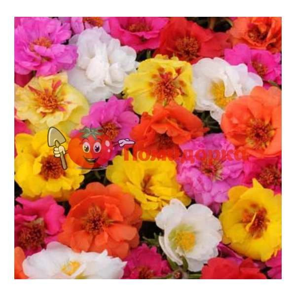 Портулак Portulaca grandiflora Happy Hour Mix, Фасовка - 1000 семян