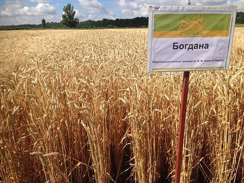 Насіння озимої пшениці БОГДАНА, ЕЛІТА