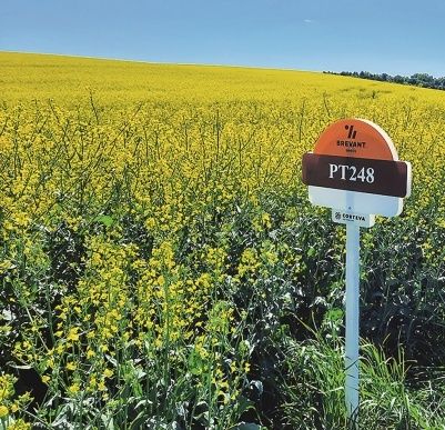  Насіння озимого ріпаку ПТ248 (PT248)