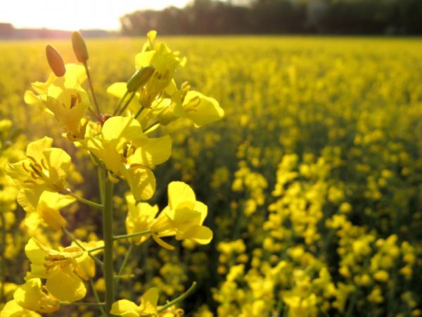  Насіння озимого ріпаку ПТ271 (PT271)