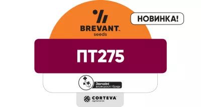 Насіння озимого ріпаку PT275 (ПТ275) 