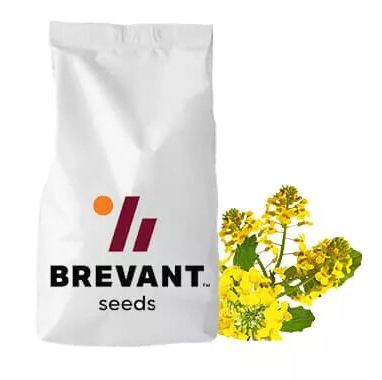 Насіння озимого ріпаку ПХ128 (PX128)