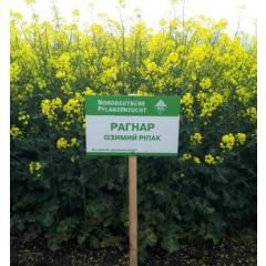 Насіння озимого  ріпаку Рагнар 