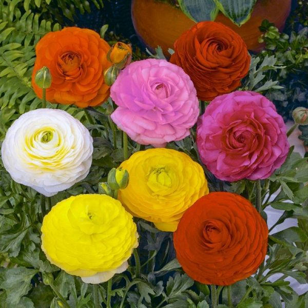 Ранункулюс азиатский Мэджик F1 | Ranunculus asiaticus Magic F1 Syngenta, Фасовка - Смесь - 50 драже