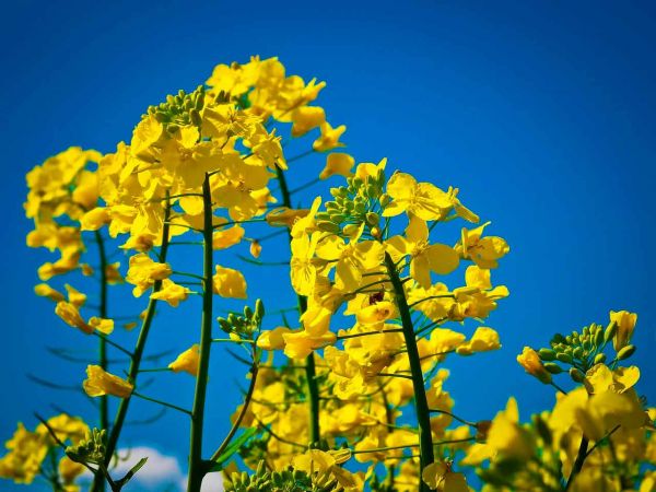 Насіння озимого ріпаку IMANY (Імані)