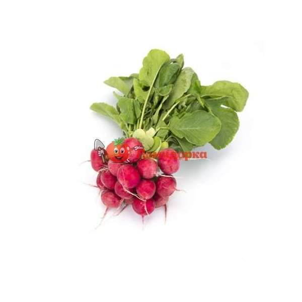 Редис АРЛИ F1 | ARLEY F1 Rijk Zwaan калибр больше 3.00, Фасовка - 25 000 семян