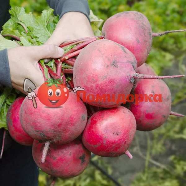 РЕДИС ДАЙКОН KS 2078 F1| KS 2078 F1 Kitano, Фасовка - 10 гр